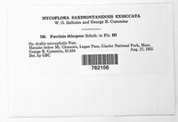 Puccinia thlaspeos image